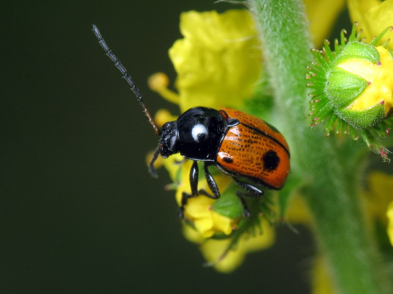 Cryptocephalus (Cryptocephalus) bipunctatus (Linnaeus, 1758)
